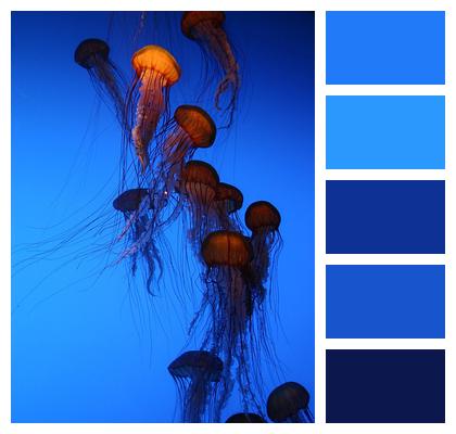 Blue Jelly Fish Aquarium Image